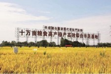 新疆关于成都商务伴游外围雇用的信息